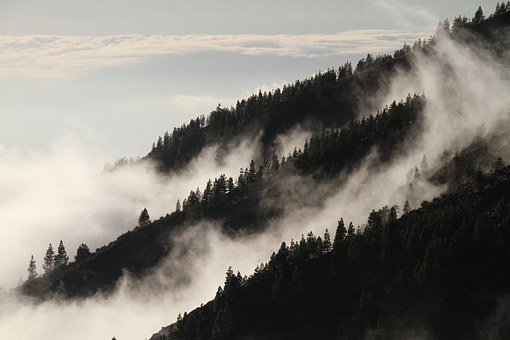 Create a Company in Forestry in Russia