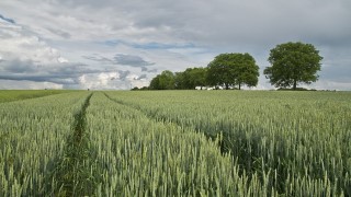 Create a Company in Agriculture in Russia