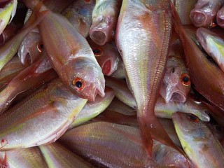 Open an Aquaculture Business in Russia